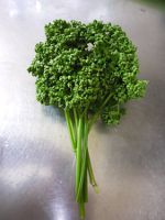 パセリ Parsley かぎけんweb