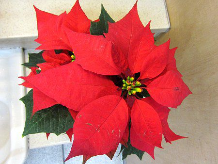 |CZ`A(Poinsettia)