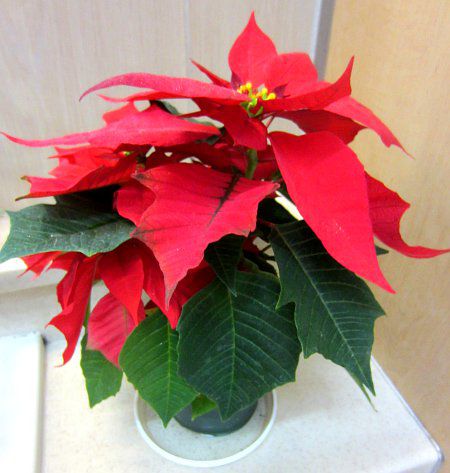 |CZ`A(Poinsettia)