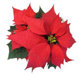|CZ`A(Poinsettia)
