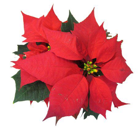 |CZ`A(Poinsettia)