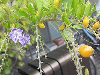 �f�������^(Duranta)1