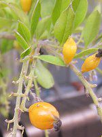 �f�������^(Duranta)2