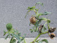 ���ԗm�풩�N����4