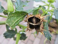 ���ԗm�풩�N����5