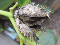 ���ԗm�풩�N����6