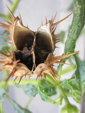 シロバナヨウシュチョウセンアサガオ 白花洋種朝鮮朝顔 かぎけんweb シロバナヨウシュチョウセンアサガオ 白花洋種朝鮮朝顔 かぎけんweb