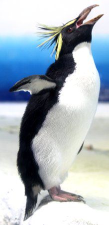 イワトビペンギン 岩飛penguin かぎけんweb