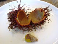 u[^(Rambutan)