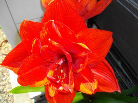 A}X(Amaryllis)