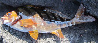 �^�J�m�n�_�C�S�g