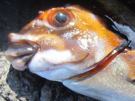 タカノハダイ 鷹の羽鯛 かぎけんweb