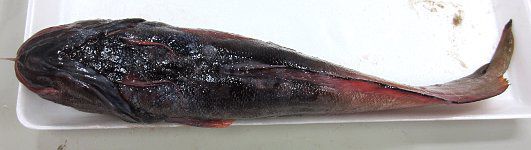 ドンコ科