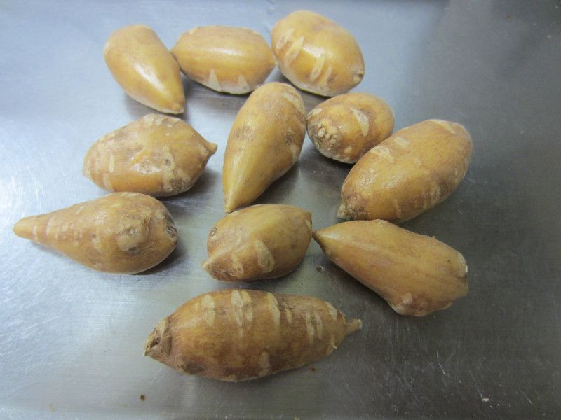 AJzhiwFApios americana)