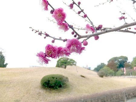 ウメ 梅 かぎけんweb ウメ 梅 かぎけんweb