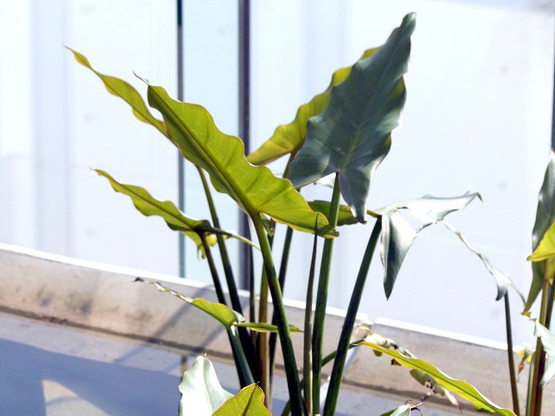 Tifonodolm lindleyanum