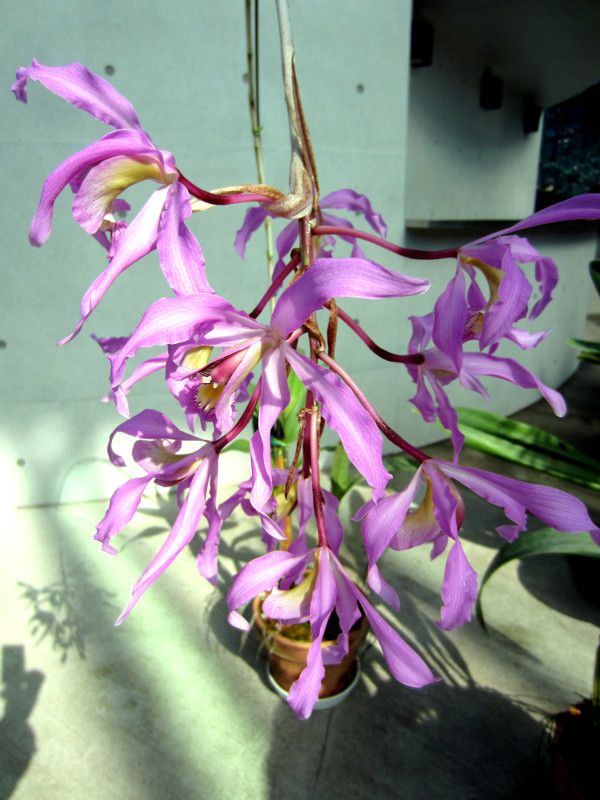 AEXyrGVX(Lealia superbiens)