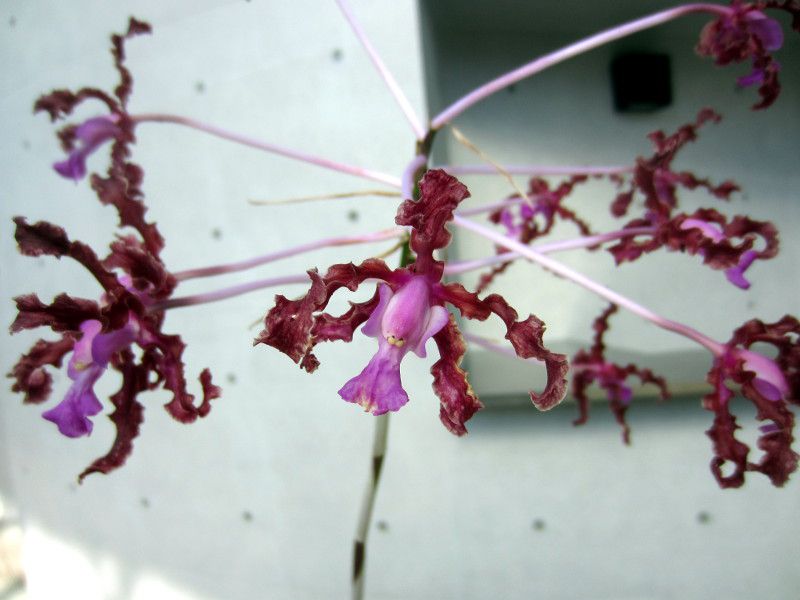 AEEhD^(Laelia undulata)