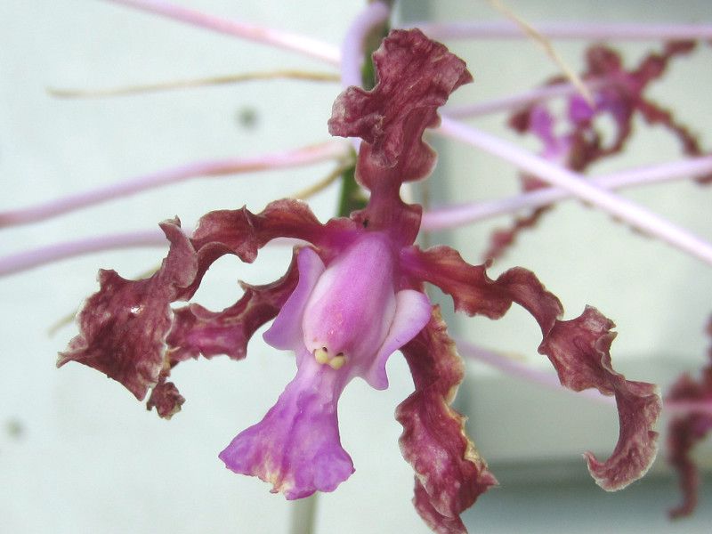 AEEhD^(Laelia undulata)