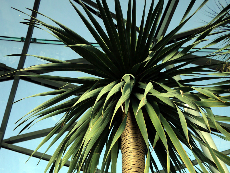 �����E�P�c�W���i������)