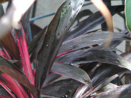 コルディリネ テルミナリス アイチアカ Cordyline Terminalis 愛知赤 かぎけんweb