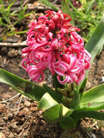 ユニークヒヤシンス 別名 最高の花の画像