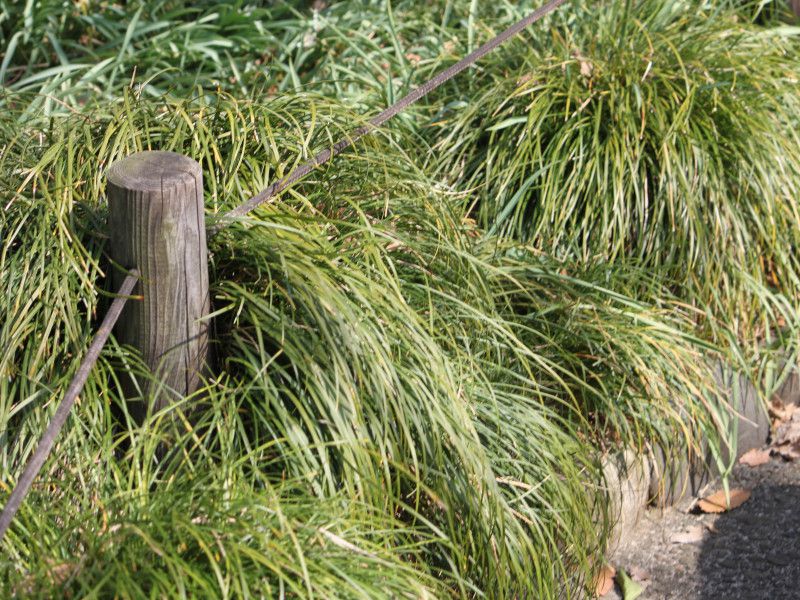 WmqQ(Ophiopogon japonicus)