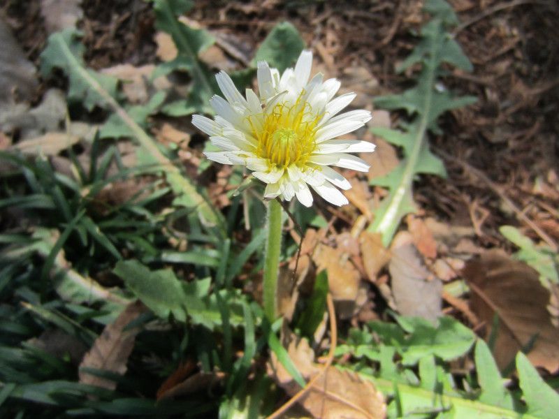 Voi^||iԊpAw: Taraxacum albidumj