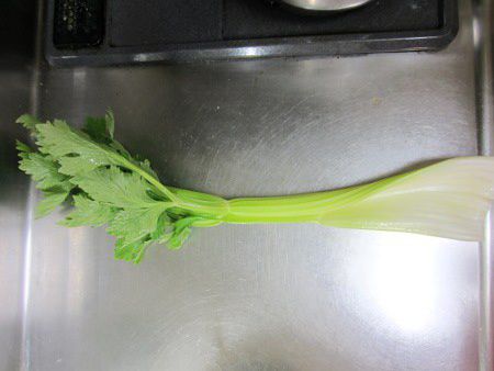 セロリ Celery かぎけんweb