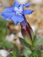 Q`AiExi(Gentiana verna)