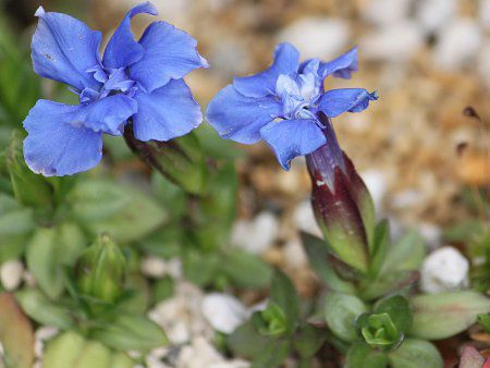 ゲンチアナ ベルナ Gentiana Verna かぎけんweb