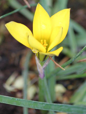 キバナハナニラ 黄花花韮 かぎけんweb キバナハナニラ 黄花花韮 かぎけんweb