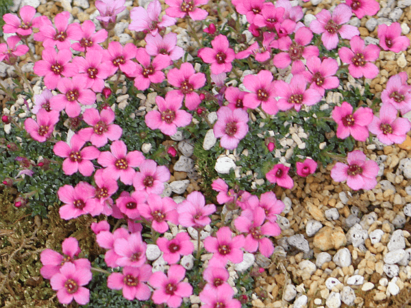 TLVtKE|AOJ(Saxifraga polyanglica)