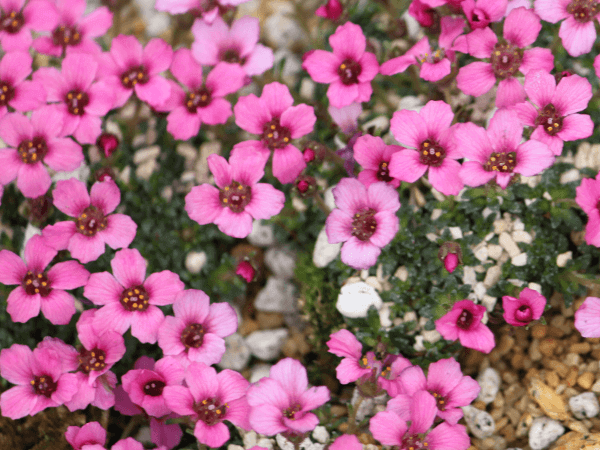 TLVtKE|AOJ(Saxifraga polyanglica)