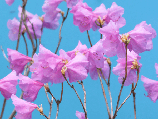 《希少白花》タンナゲンカイツツジ【現品】管理24121 【植木/庭木/苗木】