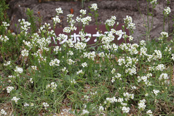 キタダケナズナ 北岳薺 かぎけんweb