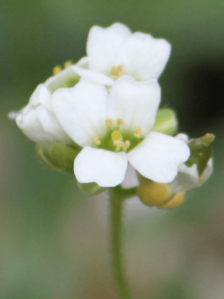 Web図鑑 高山植物図鑑 かぎけんweb