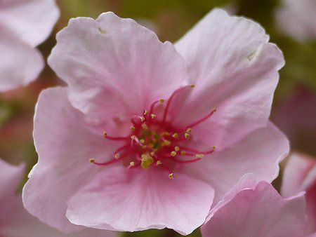 カワヅサクラ 河津桜 かぎけんweb