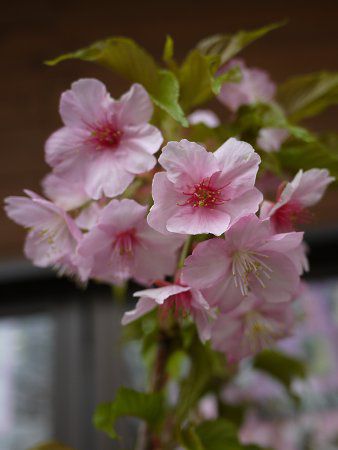 カワヅサクラ(河津桜)【かぎけんWEB】