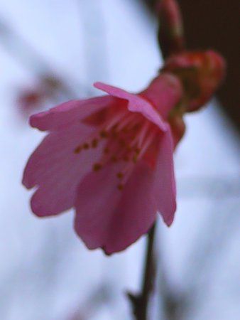 オカメザクラ おかめ桜 かぎけんweb