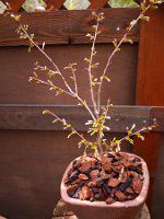 �t�W�J�X�~�U�N���i�x�m�����j