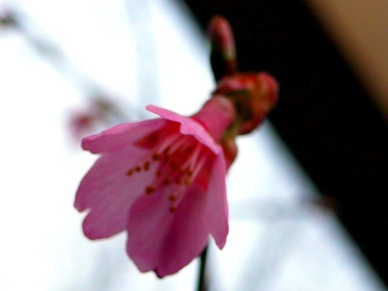 �I�J���U�N��