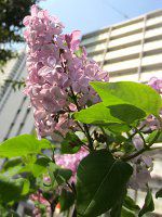 lilac1