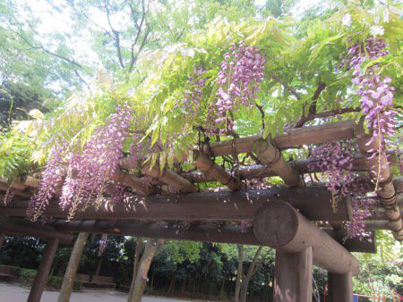 庭藤ページです。 愛知豊明花の文化園の緑化壁 | 植物園 | 愛知豊明花き地方卸売市場