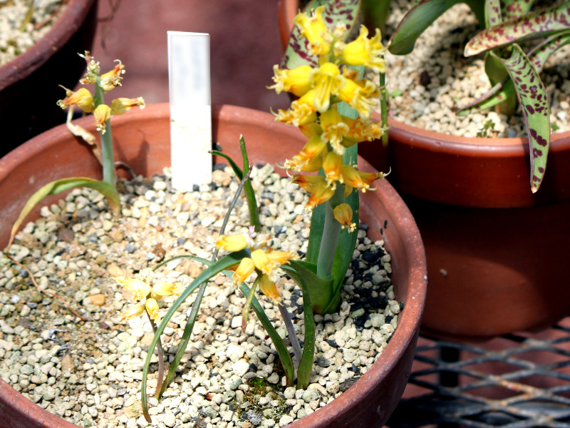 PiA(Lachenalia mathewsii)