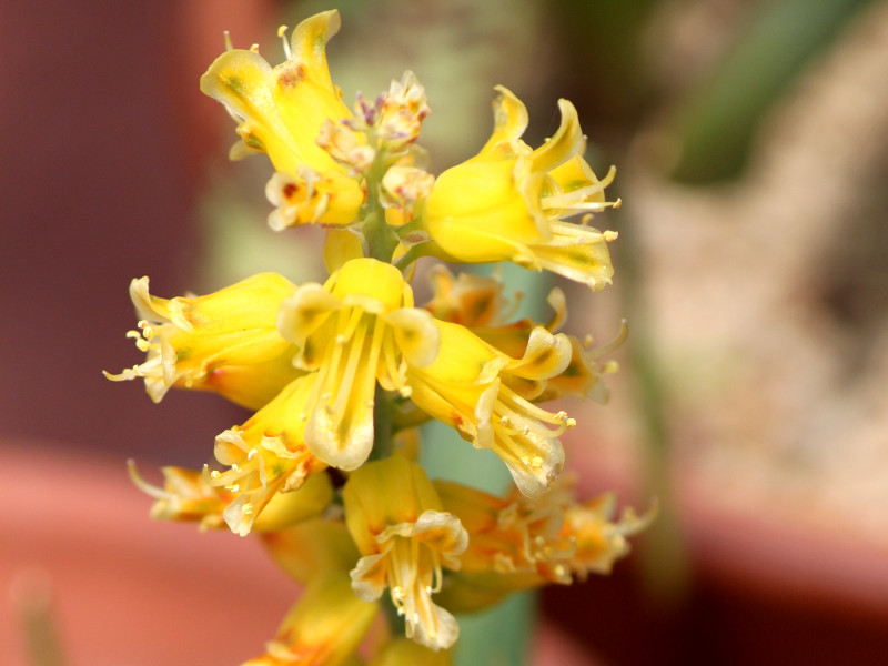 ViAE}eEV[(Lachenalia mathewsii)