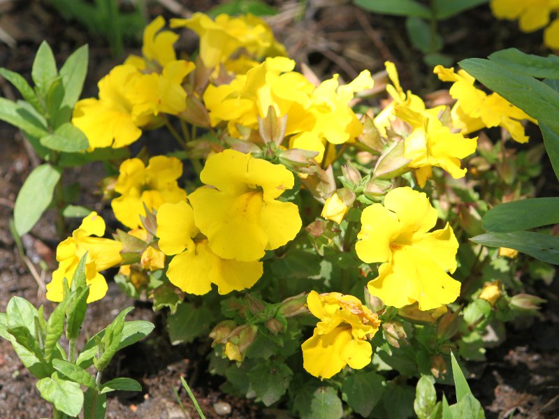 ~X f~XeBbN CG[fiwFMimulus x hybridus 'Mystic yellow'j
