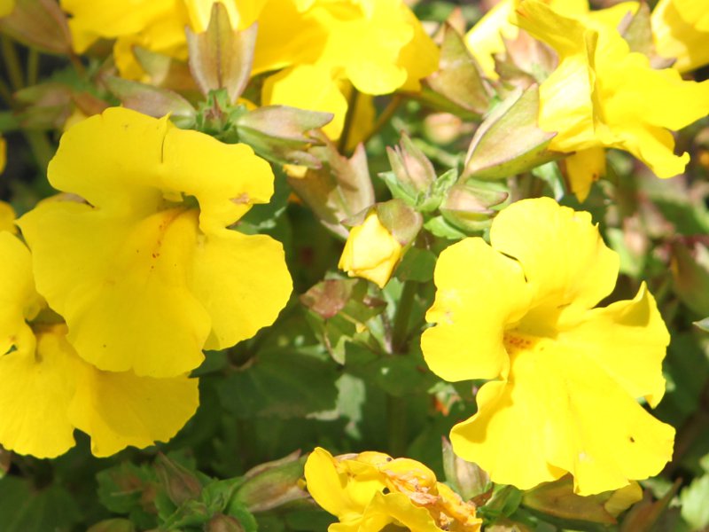 ~X f~XeBbN CG[fiwFMimulus x hybridus 'Mystic yellow'j