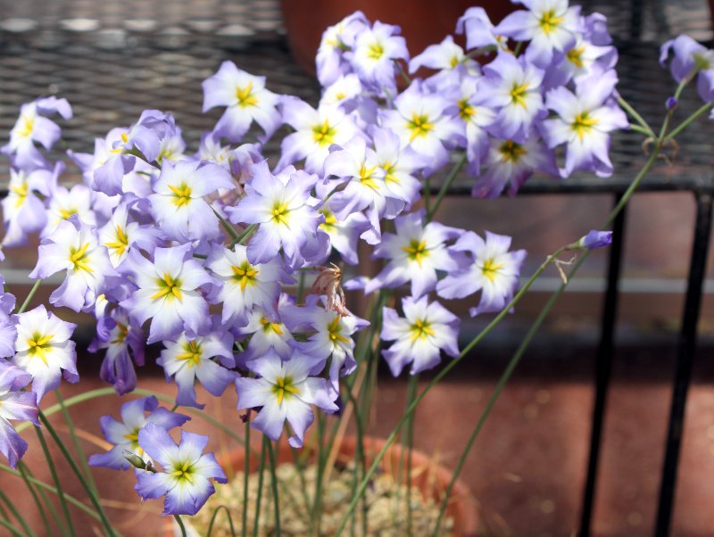 leucocoryne ixioides