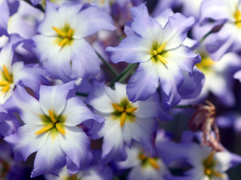 leucocoryne ixioides